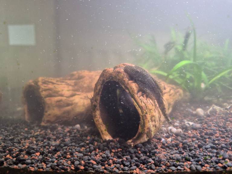 Bristlenose Plecos