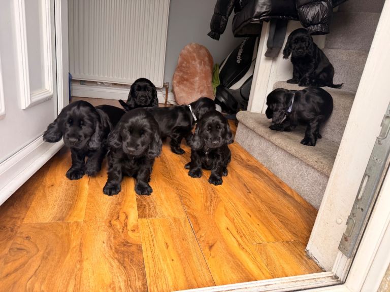 Stunning Cocker Spaniel puppies for sale 
