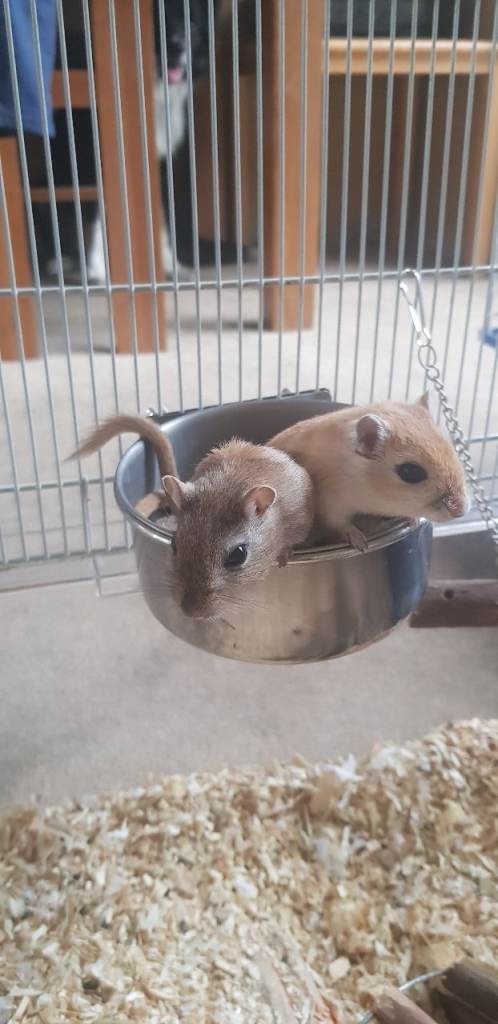 Gebrils for sale