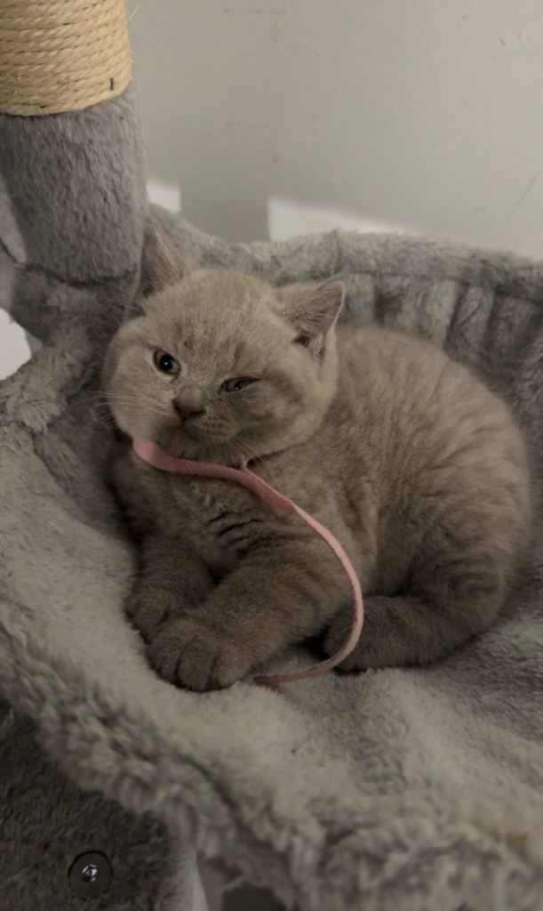 Lilac British Short hair 