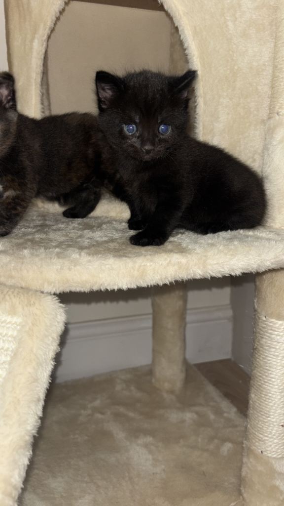 2 kittens 