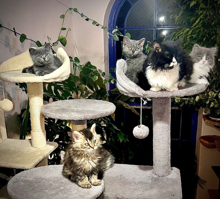 Gorgeous Selkirk rex kittens 🐱 