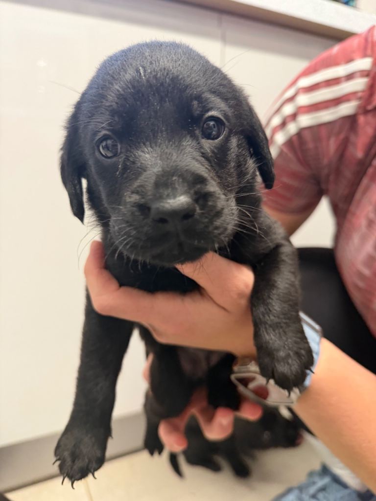 Black Lab Puppies for sale 🐾