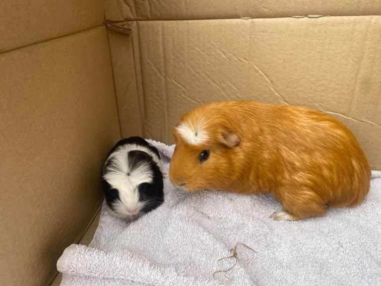 Adult and baby male Guinea pig