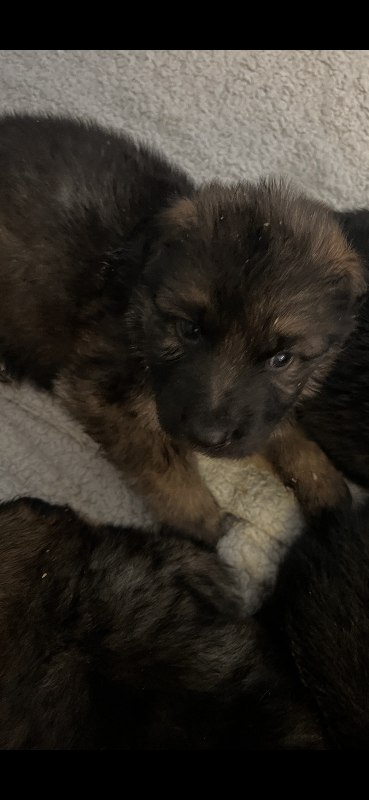 German shepherd puppies