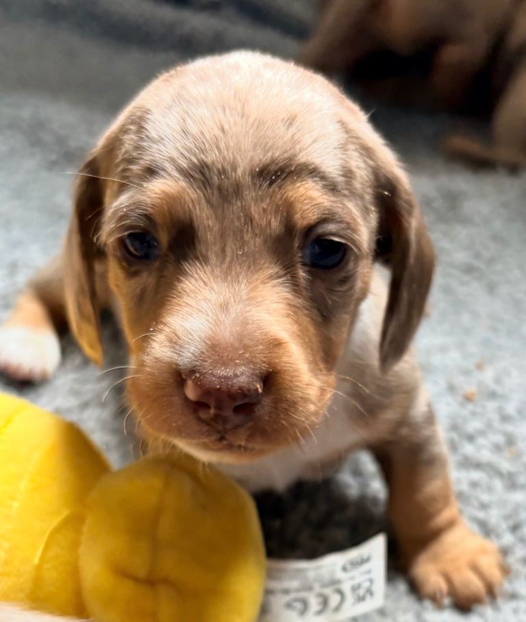Outstanding chocolate and cream miniature dachshund puppies 
