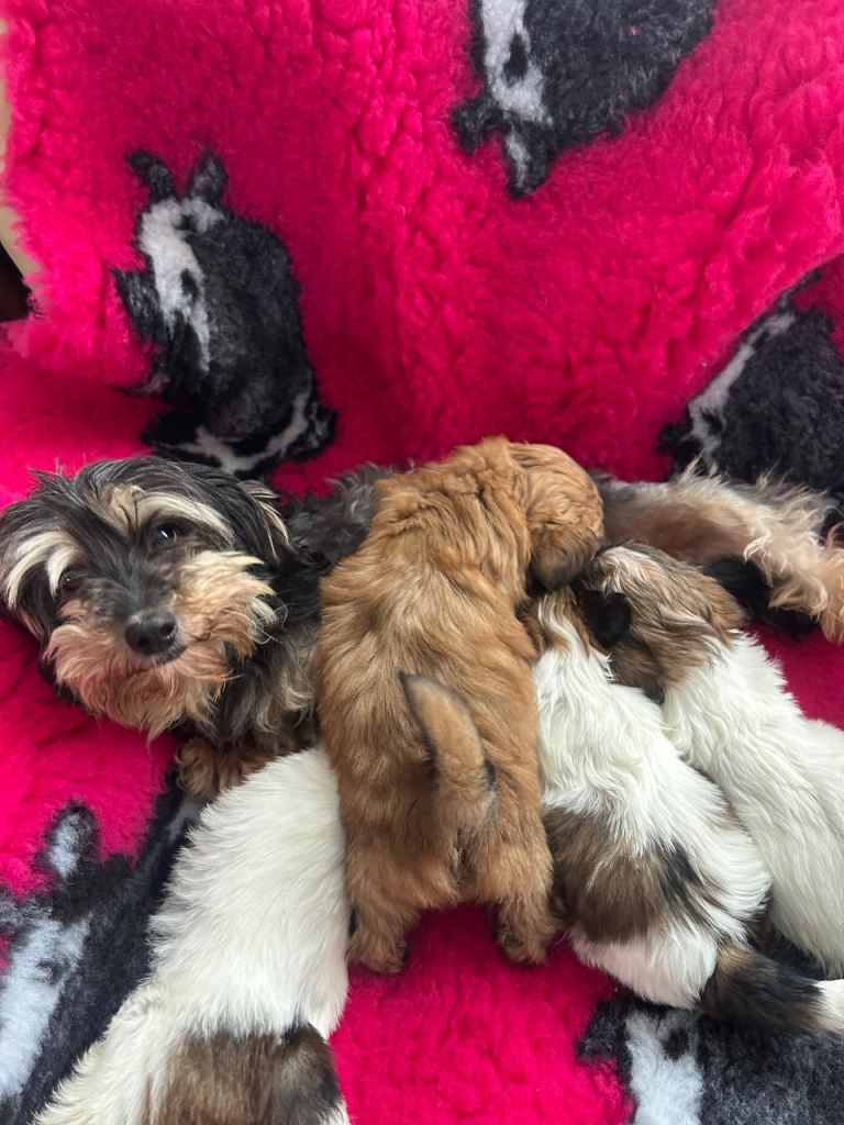 Cute & Cuddly Shorkie Puppies 