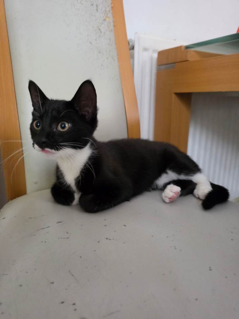 Kitten