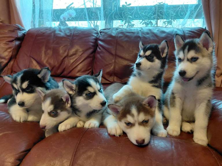 Husky puppies for sale