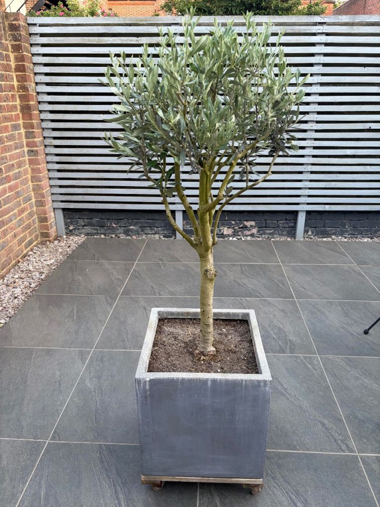 Olive Tree - Fibrecotta Planter - Wheeled Stand