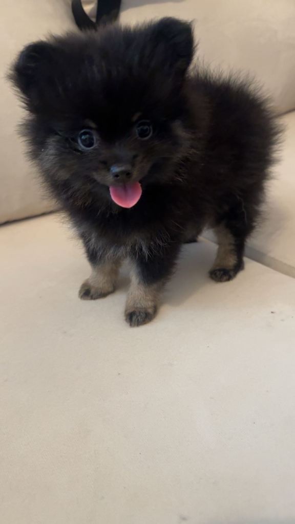 Black& Tan girl Pomeranian 