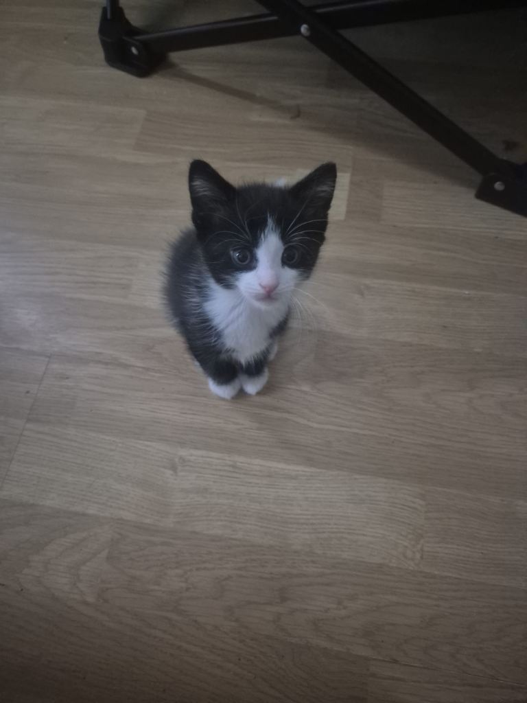 5 little kittens ready to find their new home.