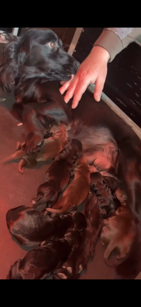 F1 cockapoo pups