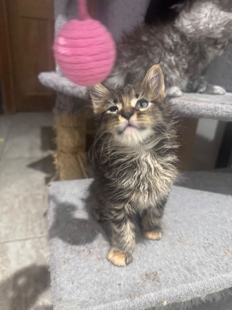 Stunning mainecoon kittens 