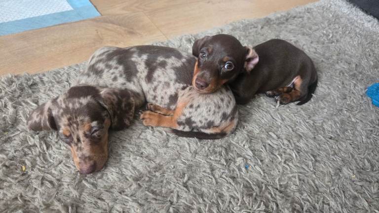 £1250 ALL FEMALE Minature Daushund Puppies