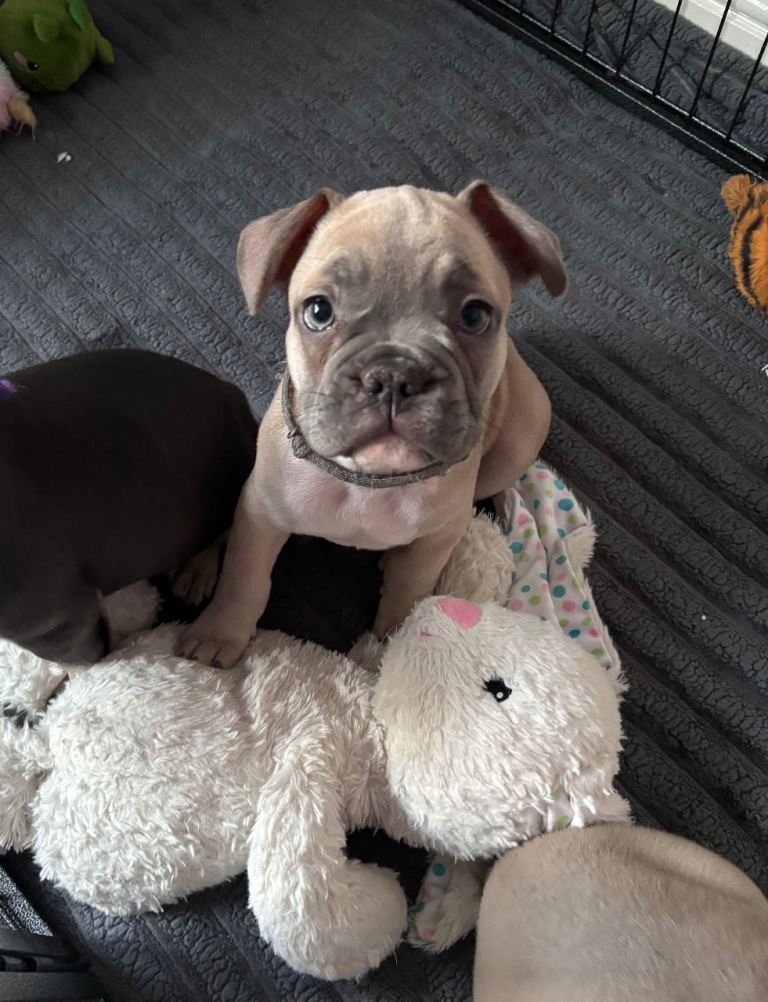 Male French Bulldogs 