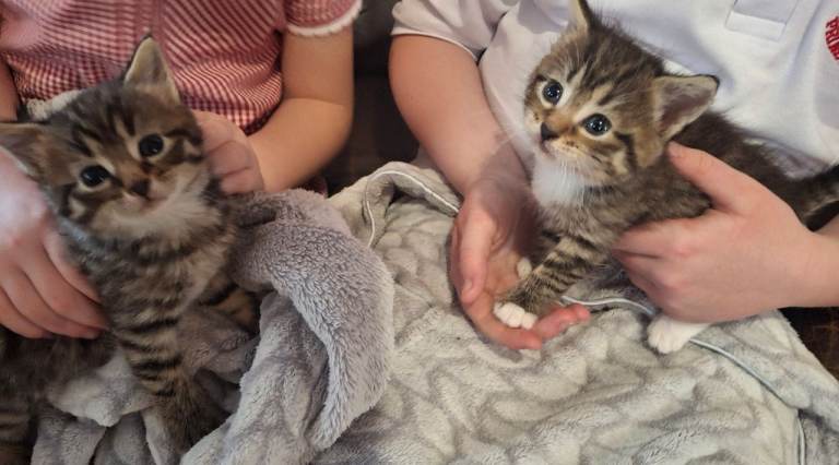 Tabby kittens 
