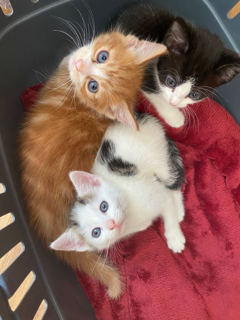 Beautiful kittens looking for a new home 