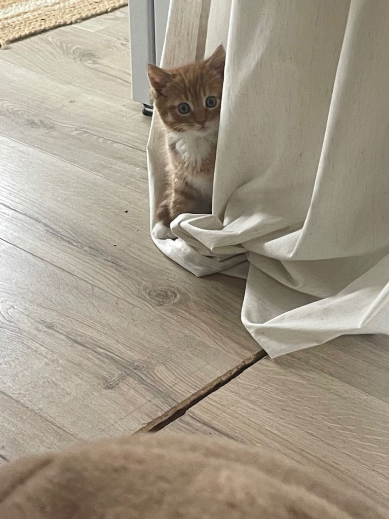 8 week old kitten for sale