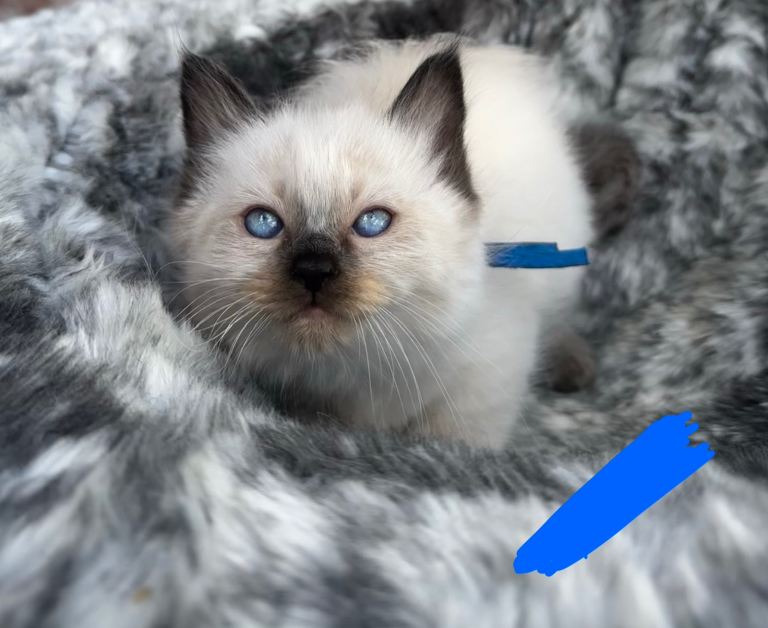 Full breed ragdoll kittens 