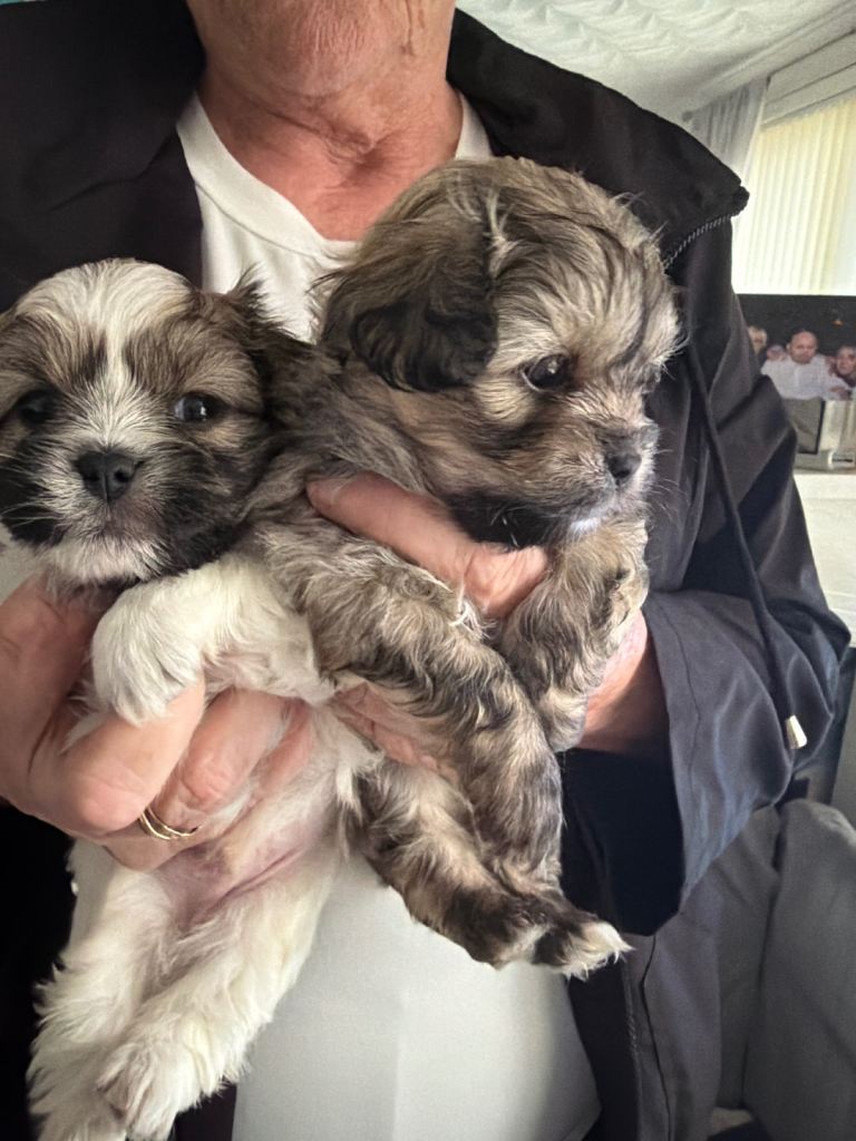 Puppies for sale 
