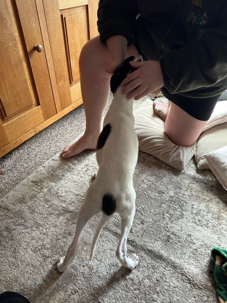 Greyhound bitches puppies 