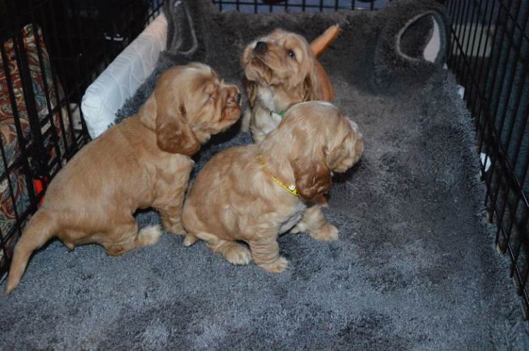 🐶  English Cocker Spaniel Puppies 🐶