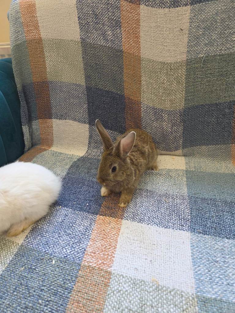 Bunnies 