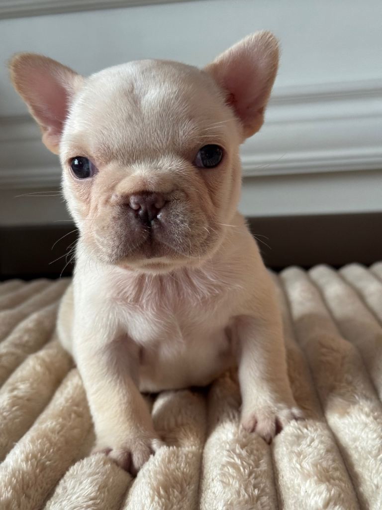 2 AMAZING QUALITY FRENCH BULLDOGS 