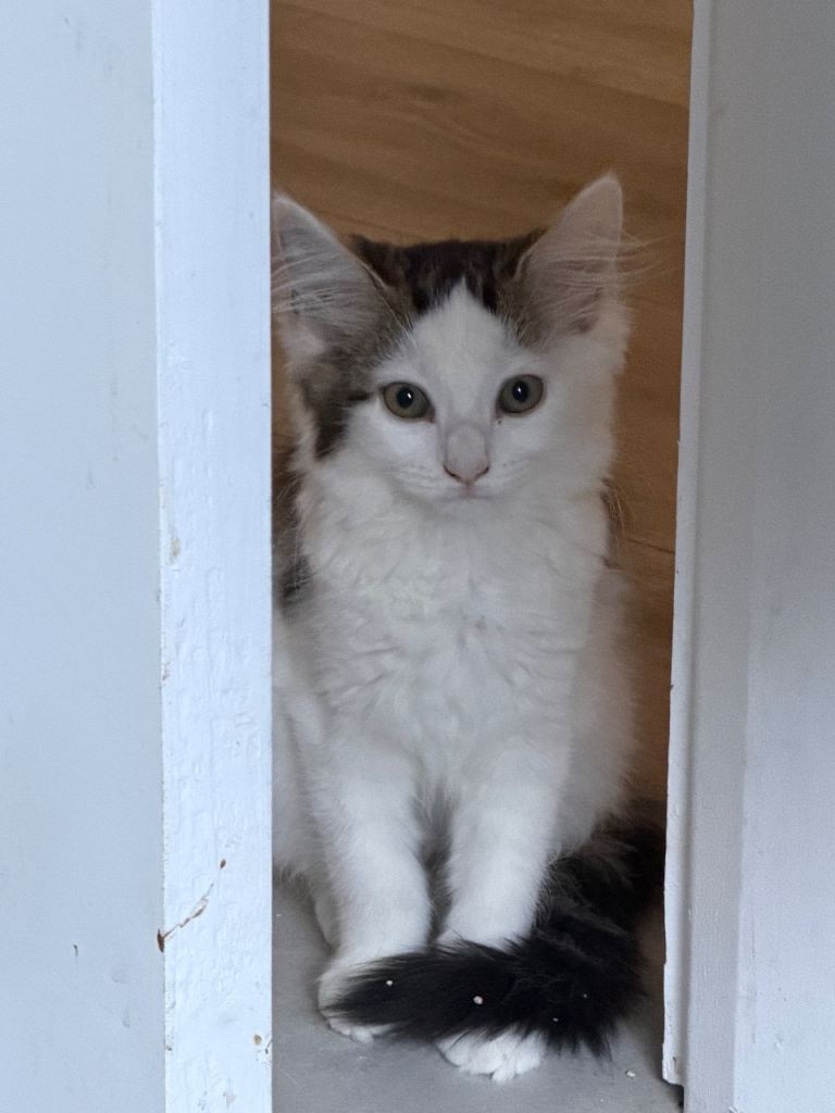 2 kittens for sale