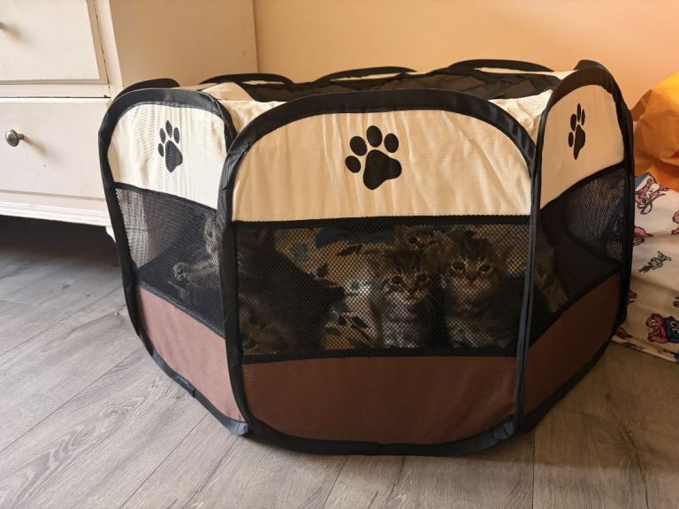 Cute kittens 
