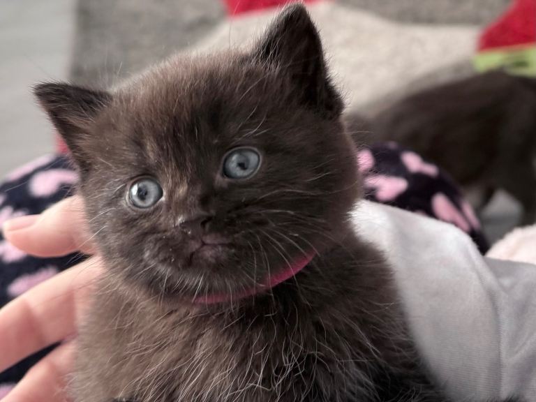 British shorthair Kittens for Sale
