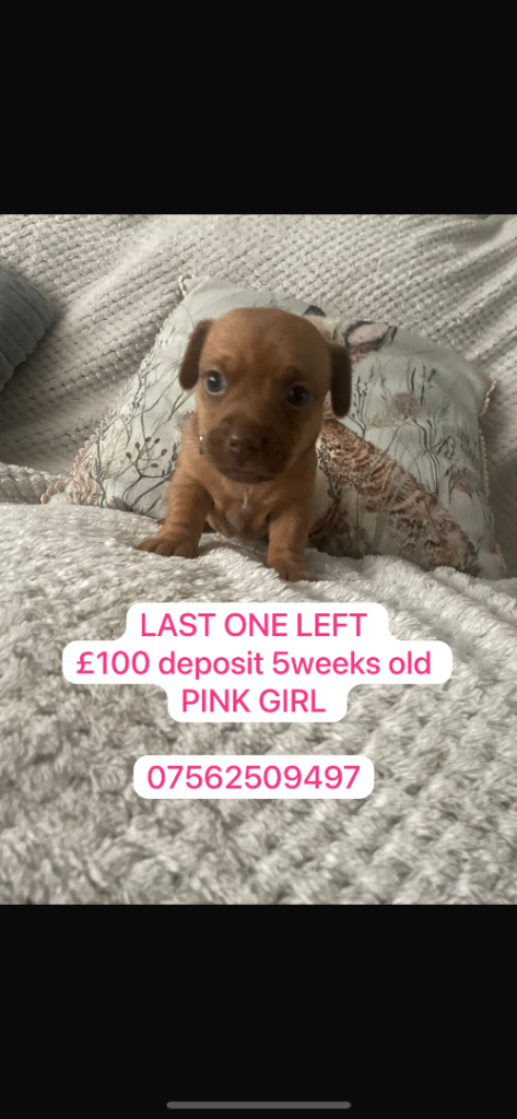 LAST ONE Mini dachshund x Mini Jack russel