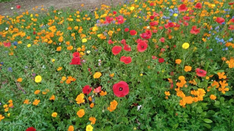 Elderly Care at Home 