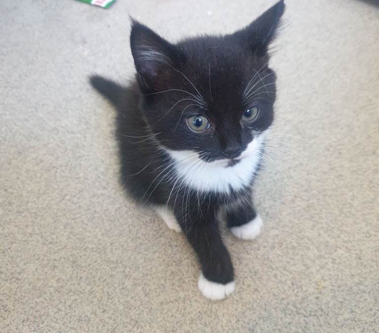 3 kittens ready for loving homes 