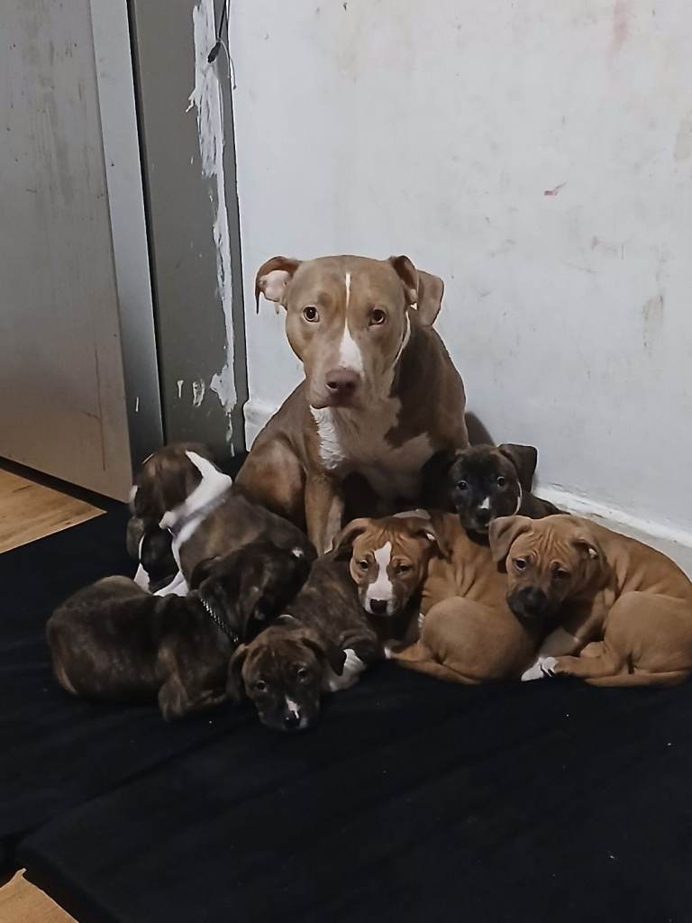 Beautiful puppy's 😍