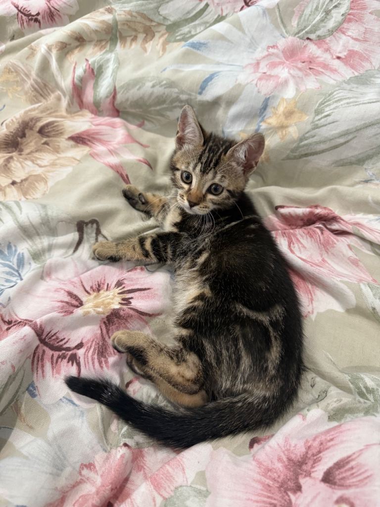 Mix Bengal kittens 