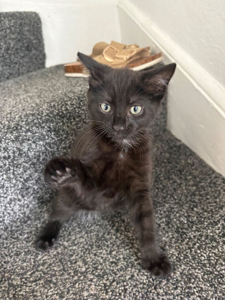 Short haired British cat 
