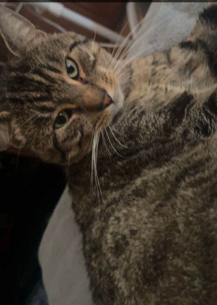 FREE CAT