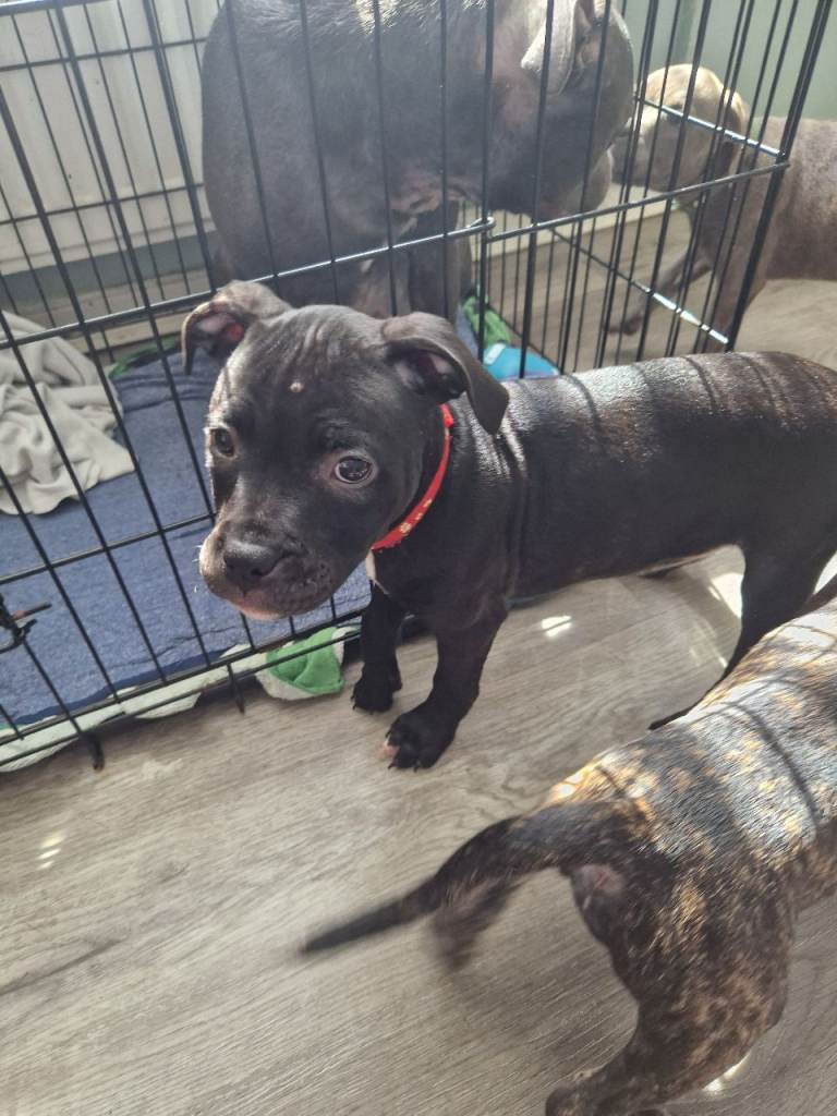  Female black staffordshire bull 