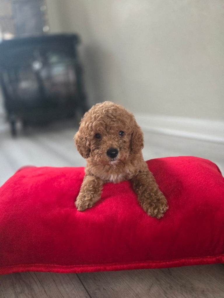 Tiny red toy poodles 