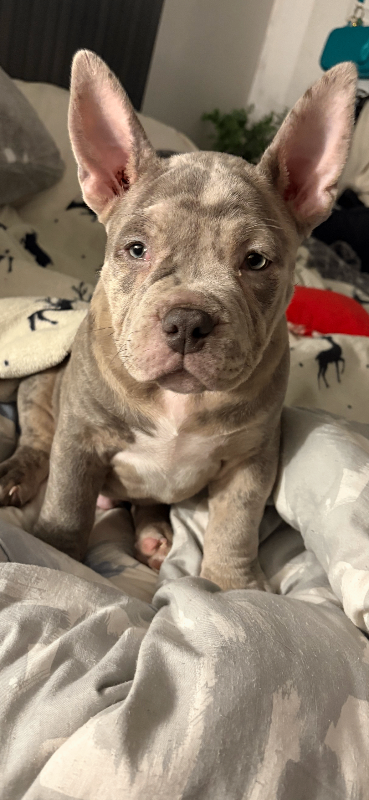 American pocket bully