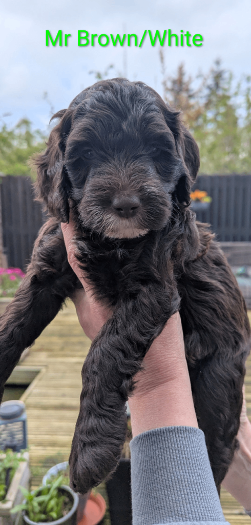 Cockapoo/Australian Labradoodle Pups 