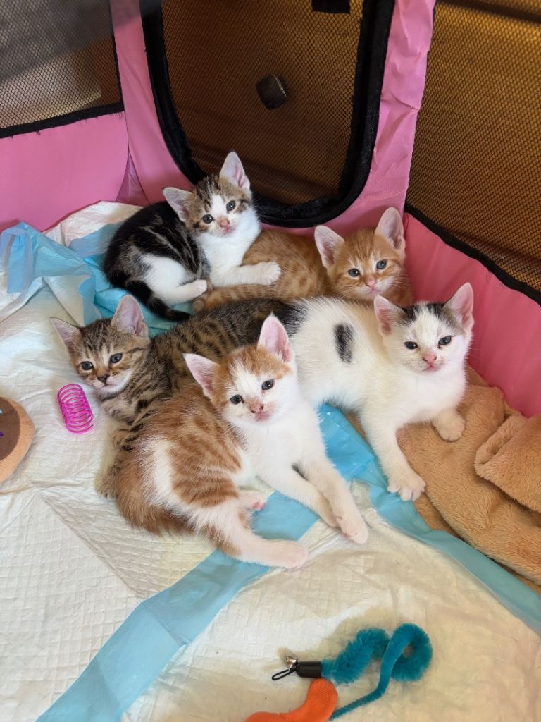 Adorable kittens - ready beginning of June
