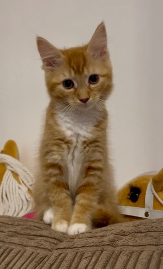 Beautiful girl kitten re-available 
