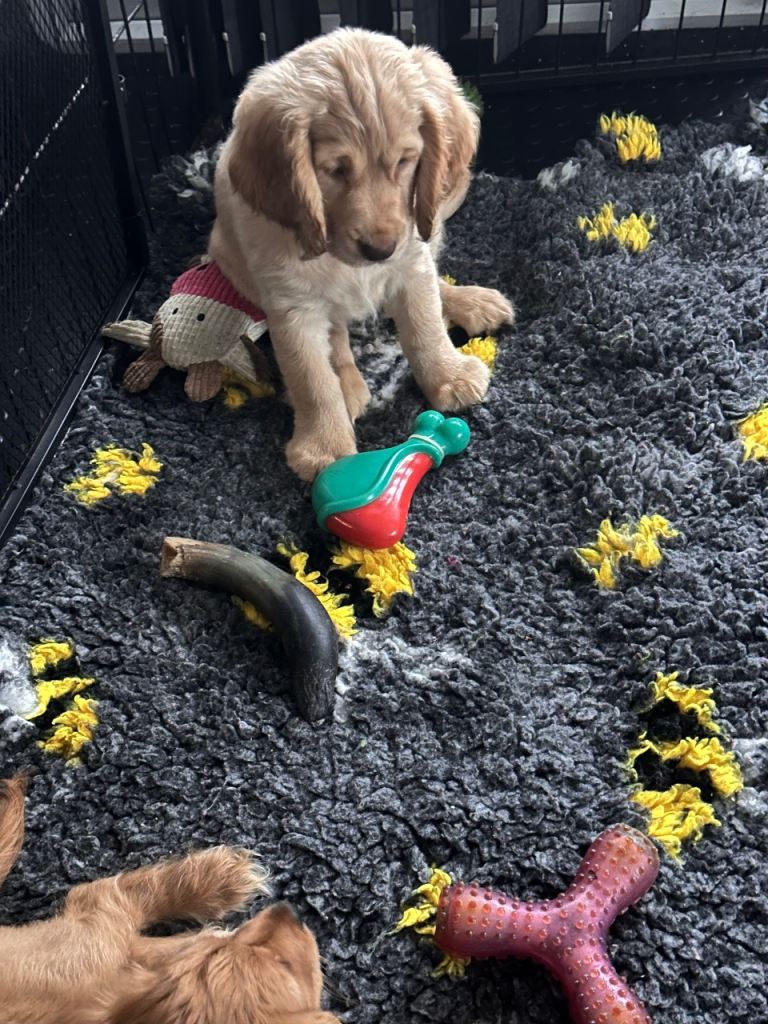 🐾🐾 GORGEOUS F2B COCKAPOOS 🐾🐾🐾