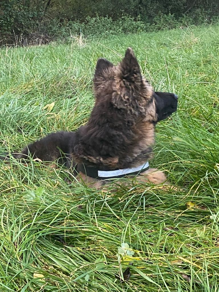 German shepherd 6 months old 