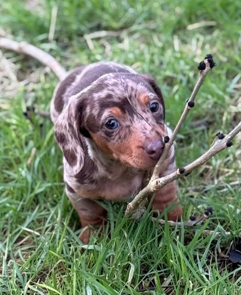 Stunning miniature Dachshund puppies 