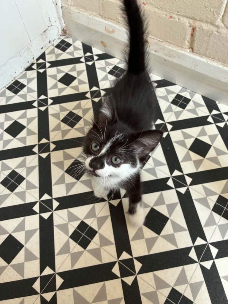 Kittens 