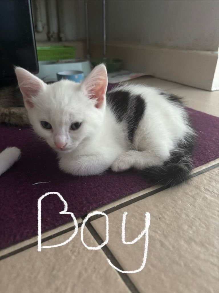 8 week old kittens, £50